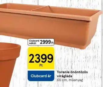 Torenie öntözős virágláda