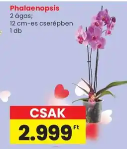 Spar Phalaenopsis ajánlat