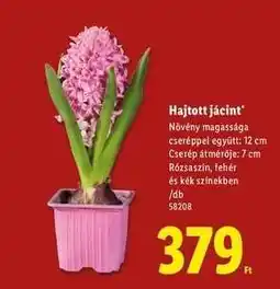 Lidl Hajtott jácint ajánlat