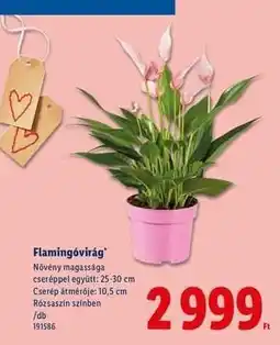 Lidl Flamingóvirág ajánlat