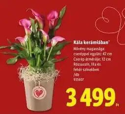 Lidl Kála kerámiában ajánlat