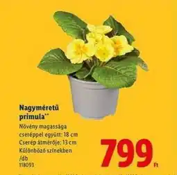 Lidl Nagyméretű primula ajánlat