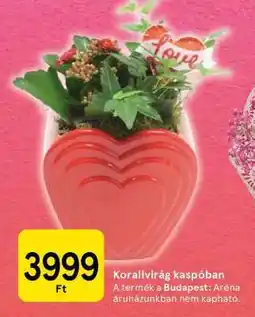 Tesco Korallvirág kaspóban ajánlat