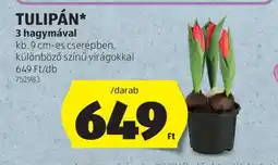 ALDI Tulipán ajánlat