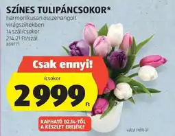 ALDI SZÍNES TULIPÁNCSOKOR ajánlat