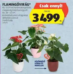 ALDI Flamingóvirág ajánlat