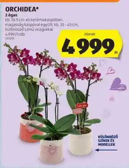 ALDI ORCHIDEA ajánlat