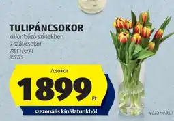 ALDI Tulipáncsokor ajánlat