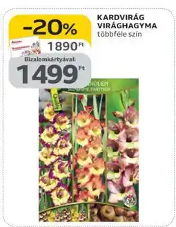 Auchan Kardvirág Virághagyma ajánlat