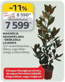 Auchan MAGNÓLIA GRANDIFLORA - ÖRÖKZÖLD LILIOMFA ajánlat