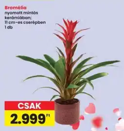 Interspar Bromélia ajánlat