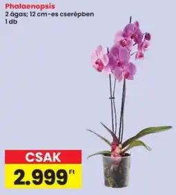 Interspar Phalaenopsis ajánlat