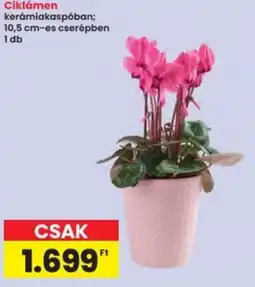Interspar Ciklámen ajánlat