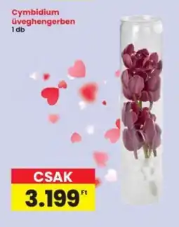 Interspar Cymbidium üveghengerben ajánlat