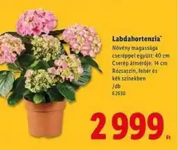 Lidl Labdahortenzia ajánlat