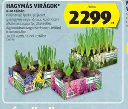 ALDI HAGYMÁS VIRÁGOK ajánlat