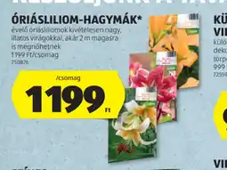 ALDI RIÁSLILIOM-HAGYMÁK ajánlat