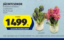ALDI JÁCINTCSOKOR ajánlat