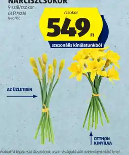 ALDI NÁRCISZCSOKOR ajánlat