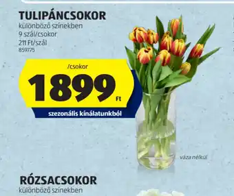 ALDI TULIPÁNCSOKOR ajánlat