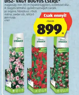 ALDI DÍSZ- VAGY BOGYS CSERJE ajánlat