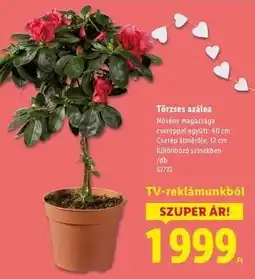 Lidl Törzses azálea ajánlat
