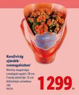 Lidl Korallvirág ajándékcsomagolásban ajánlat