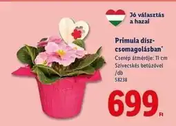 Lidl Primula díszcsomagolásban ajánlat