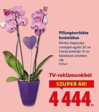 Lidl Pillangóorchidea kerámiában ajánlat