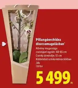 Lidl Pillangóorchidea díszcsomagolásban ajánlat