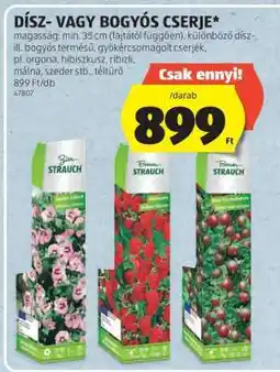 ALDI Dísz- vagy bogyós cserje ajánlat