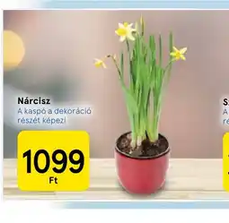 Tesco Nárcisz ajánlat