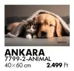 Diego Szőnyeg Ankara Animal ajánlat