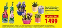 Lidl Rzsatő, Jácint, Szukkulens ajánlat