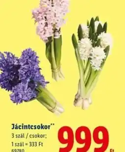 Lidl Jácintcsokor ajánlat
