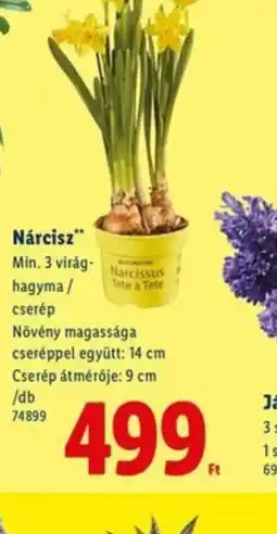 Lidl NÁRCISZ ajánlat