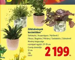Lidl Zöldnövények kerámiában ajánlat