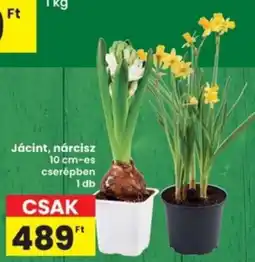 Interspar Jácint, nárcisz ajánlat