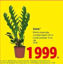 Lidl Zámia ajánlat