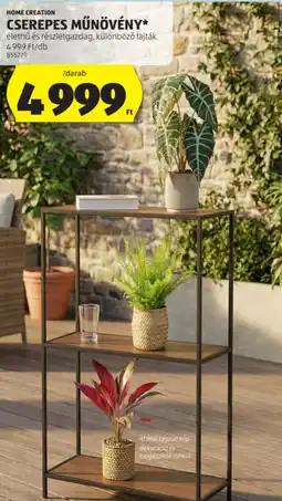 ALDI Home Creation Cserepes műnövény ajánlat