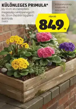 ALDI Különleges Primula ajánlat