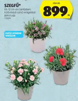 ALDI Szegfű ajánlat