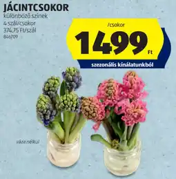 ALDI Jácintcsokor ajánlat