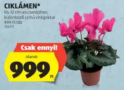 ALDI Ciklámen ajánlat