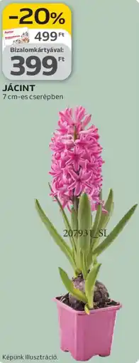 Auchan Jácint ajánlat