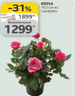 Auchan Rózsa ajánlat