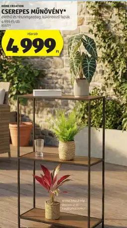 ALDI Home Creation Cserepes műnövény ajánlat