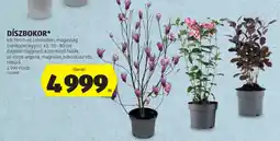 ALDI Díszbokor ajánlat