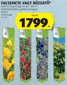 ALDI Facsemete, rózsatő ajánlat
