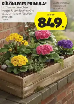 ALDI Különleges primula ajánlat